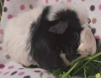 Rescue Abyssinian Guinea Pigs for Adoption in Chicago Heights, Illinois - Priscilla | PetCurious